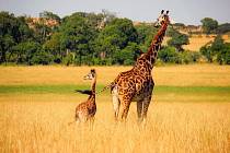 Žirafy to nemají v životě vůbec jednoduché. Jejich výška jim totiž může být mnohdy na obtíž.