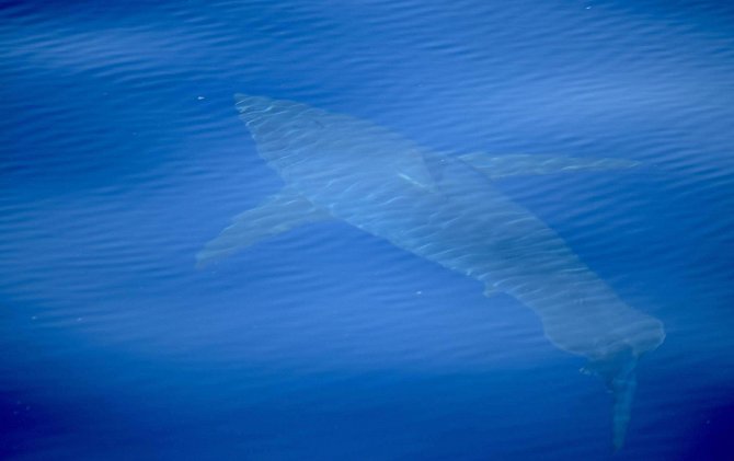 Velký bílý žralok u břehů Mallorcy