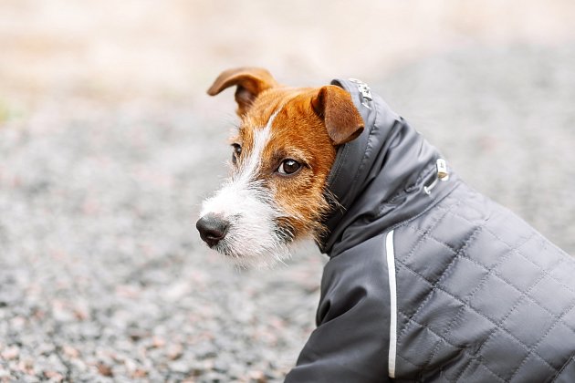 Oblečení musí psovi dobře sedět a ochránit ho před mrazem a deštěm