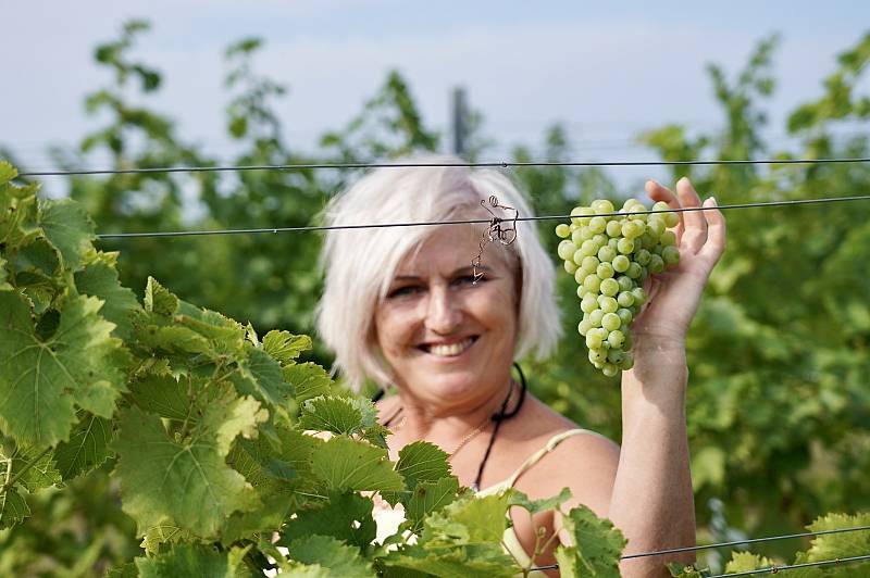 Vinnou révu na první letošní burčák už sklidili vinaři v Dolních Dunajovicích