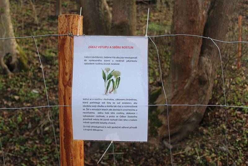 Mariánské Lázně se rozhodly lokalitu, kde roste česnek medvědí, oplotit.