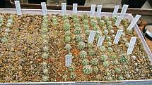V únoru vyseté semenáče rodu Echinocereus; další rok zůstanou na místě, potom dva roky v krabici a nakonec přijdou do květináčů.