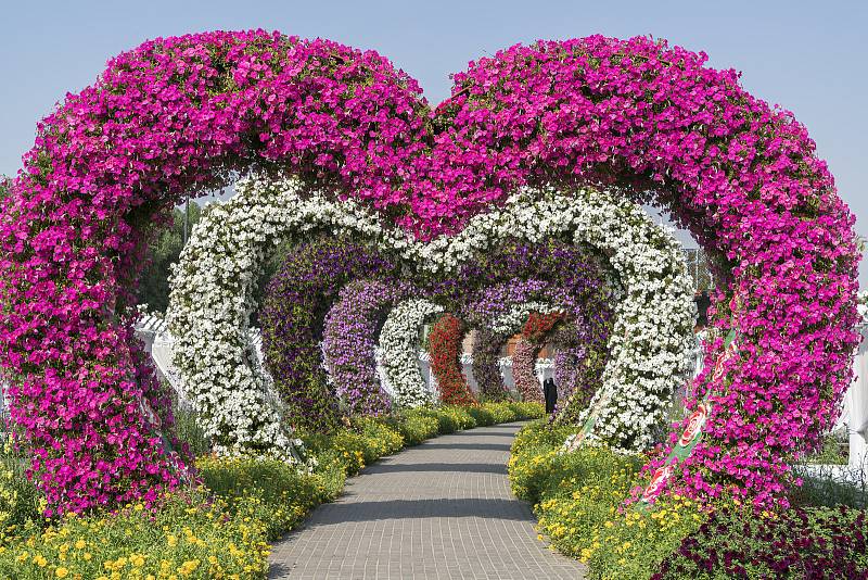 Miracle Garden v Dubaji. Není to nádhera?
