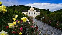 Růže v rakouských vinicích nejsou ničím neobvyklým. Vinařská turistika v údolí Dunaje.