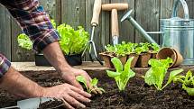 Drtivou většinu druhů zeleniny si lze v domácích podmínkách předpěstovat.