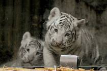 Jména pro mláďata vzácných bílých tygrů narozená na konci února vybere liberecká zoo na základě tipů od veřejnosti.
