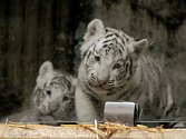 Jména pro mláďata vzácných bílých tygrů narozená na konci února vybere liberecká zoo na základě tipů od veřejnosti.