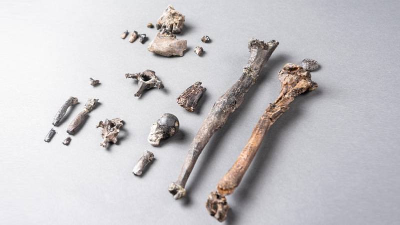 Úlomky kostí pradávné evropské opice pocházející z doby před 11,6 milionu let. Celkem jde o 21 kostí, včetně jedné z dolní končetiny (zcela vpravo) a druhé z předloktí (druhá zprava)