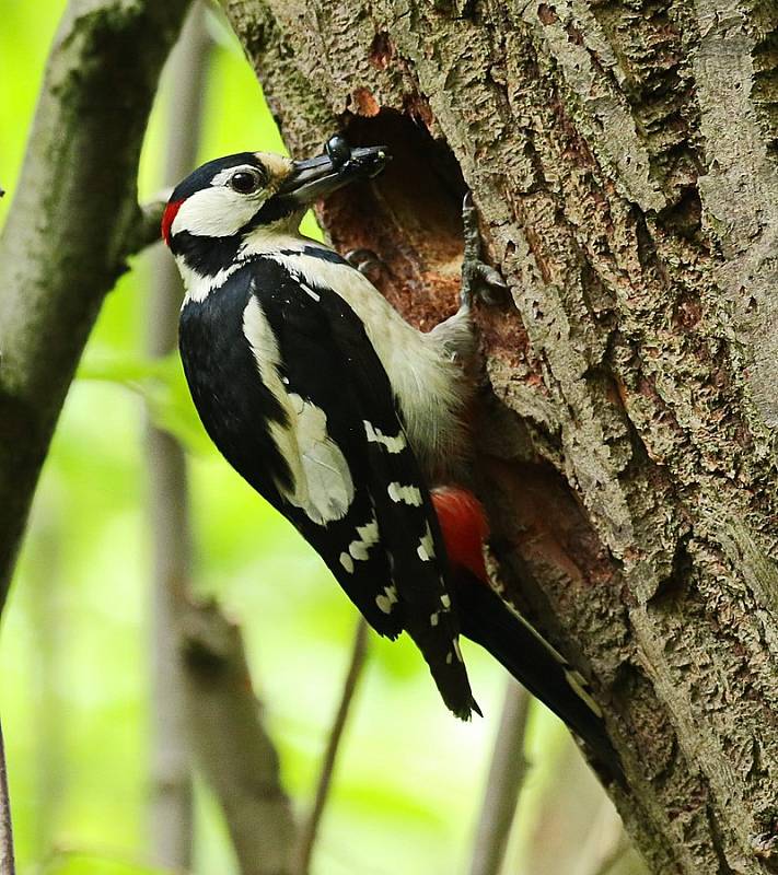 Strakapoud velký (Dendrocopos major)