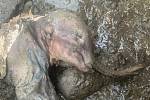 Mumifikované mládě mamuta srstnatého nalezené v Kanadě.