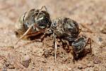 Mravenčí kolonie je v izolovaných podmínkách schopná přežívat i bez královny, ukázal objev