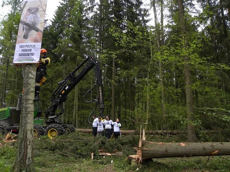 Proti kácení posledního zbytku původního evropského pralesa protestovaly stovky aktivistů