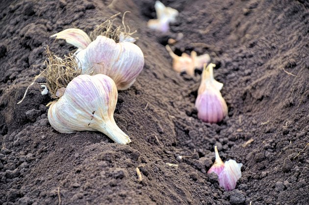 Garlic is planted at the edge of the tomato bed, where it also acts as a barrier against aphids and other typical tomato pests.