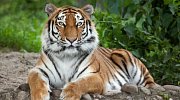 Tygr je největší kočka na světě.