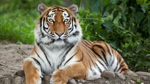 Tygr je největší kočka na světě.