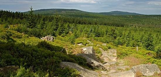 Prales Jizera. Tato přírodní rezervace je nejstarší z celých Jizerských hor. Rozkládá se na vrcholu Jizery, druhé nejvyšší hory jejich české části, která je součástí hejnického hřebene.