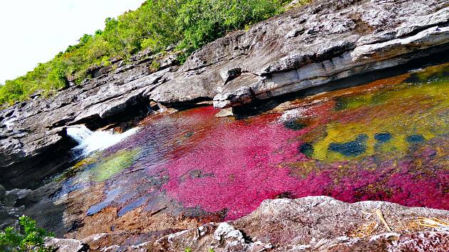 Caño Cristales, nejkrásnější řeka, nebo také řeka pěti barev. Najdete ji v Kolumbii.