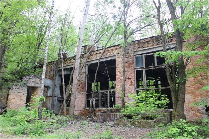 V opuštěných černobylských panelácích, obchodech a úředních budovách sovětské éry přebírá vládu příroda