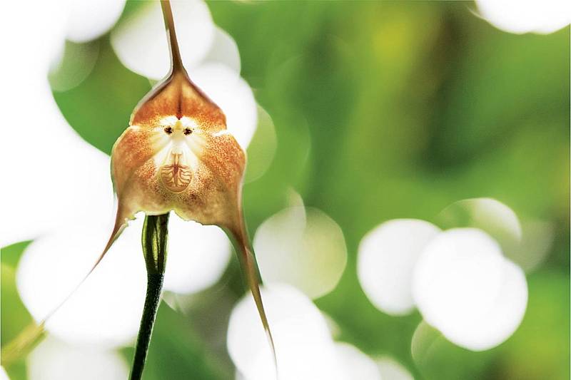 Mistryněmi klamu jsou orchideje. 