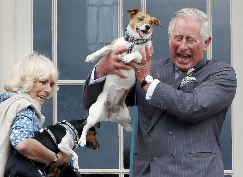 Stejně jako zesnulá královna Alžběta II. i Camilla je milovnicí psů. Před deseti lety adoptovala rok po sobě dvě štěňata z útulku. Jmenují se Beth a Bluebell. Král Karel III. si je evidentně velmi oblíbil
