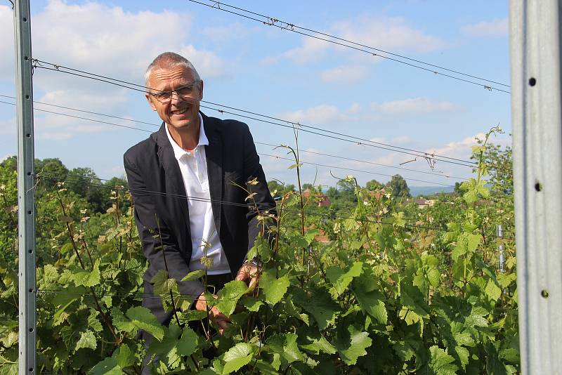 Že patří pěstování vína na jižní Moravu?  Vladimír Matela ze Sobíšek na Přerovsku dokazuje, že to nemusí být tak úplně pravda