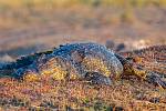 Krokodýl nilský zřejmě sdílel s Voay robustus životní prostor na Madagaskaru, na rozdíl od svého pravěkého druha ale obývá ostrov dodnes