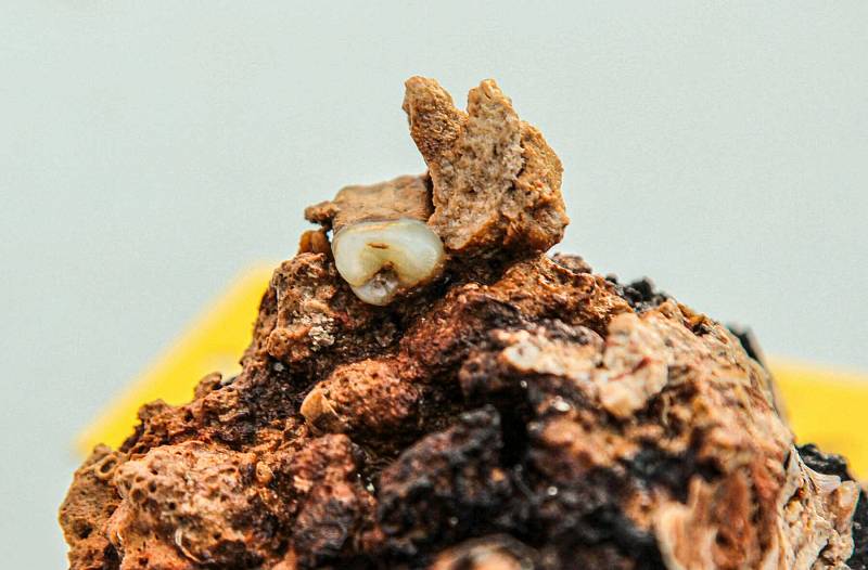 Potápěčům se podařil najít lidský zub.