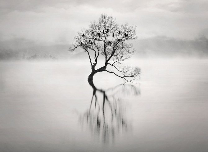 Martin Bišof (Česká republika): Osamělý strom. Zvláštní cena v kategorii Černobílá fotografie. 
