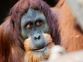Pražská ZOO oznámila smutnou zprávu: Orangutan Padang už není mezi námi.