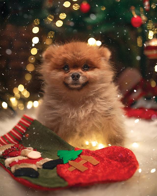 Vánoční čas lidé využívají i k nákupu věcí, které zvířata nutně nepotřebují, ale mohly by jim udělat radost. Nebo je alespoň zabavit.