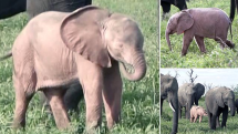 V Krugerově národním parku se objevilo růžové slůně