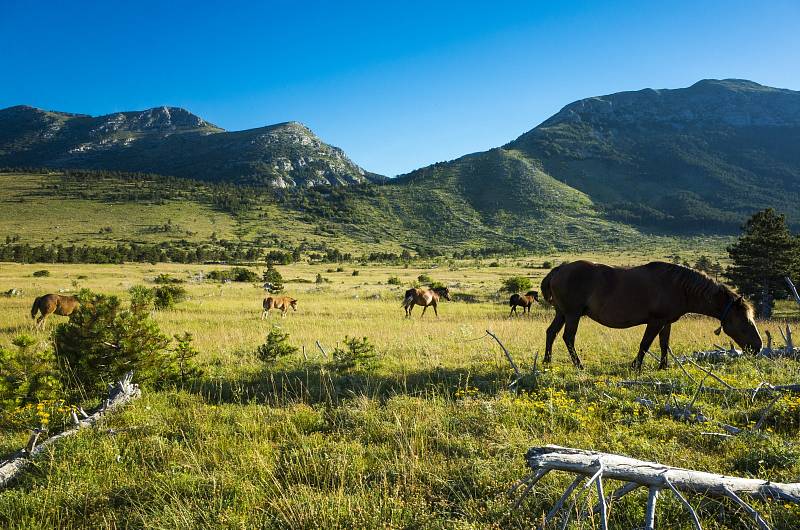 Paklenica, Velebit, Chorvatsko. Volně žijící koně