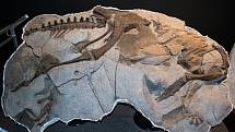 Na nalezišti Hell Creek paleontologové objevili i zachovalou nohu Thescelosaura.  Ilustrační foto kostry