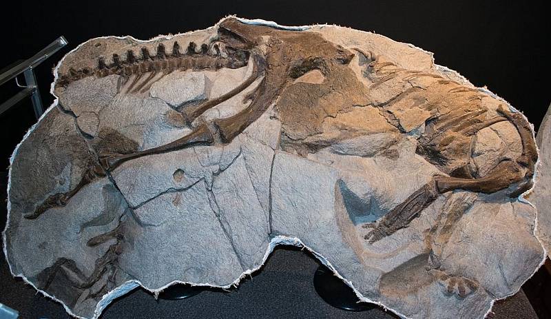 Na nalezišti Hell Creek paleontologové objevili i zachovalou nohu Thescelosaura.  Ilustrační foto kostry