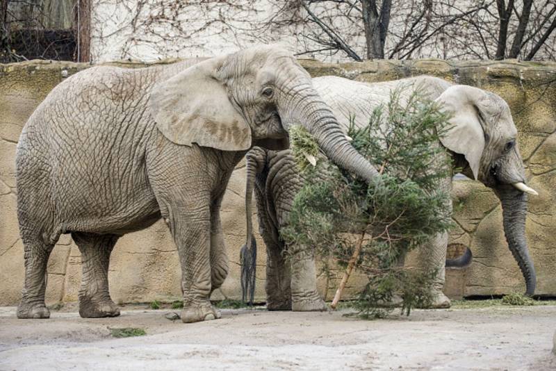  Trojice slonů afrických v Zoo Dvůr Králové nad Labem na Trutnovsku si dnes pochutnala na vánoční nadílce, v níž bylo i několik vánočních stromků.