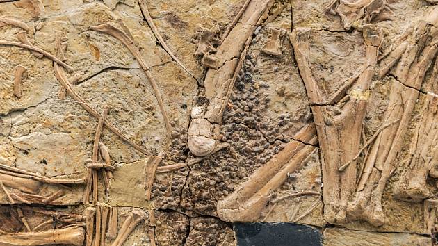 Dobře zachovaná část kostry dinosauara Caudipteryx zoui. Konkrétně tento exemplář patří do sbírek pekingského přírodovědného muzea. Vědci předpokládají, že ve zkamenělých částech kostry by se mohla uchovat i dinosauří DNA