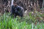 Samec kriticky ohrožené gorily nížinné v pralese na pomezí Konga a Gabonu