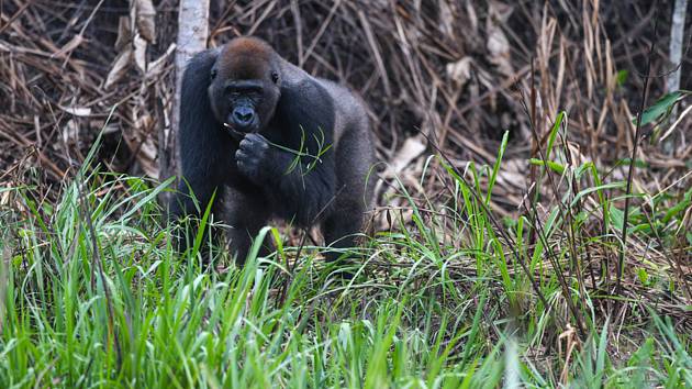 Samec kriticky ohrožené gorily nížinné v pralese na pomezí Konga a Gabonu