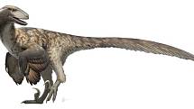 Na rozdíl od představy velociraptorů z Jurského parku počítá většina současných vědeckých rekonstrukcí raptorů s tím, že byli opeření