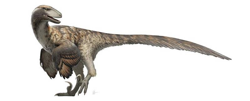 Na rozdíl od představy velociraptorů z Jurského parku počítá většina současných vědeckých rekonstrukcí raptorů s tím, že byli opeření