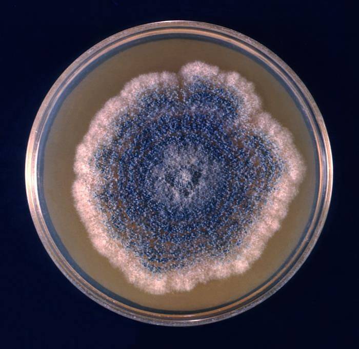 Kolonie houby Aspergillus v Petriho misce