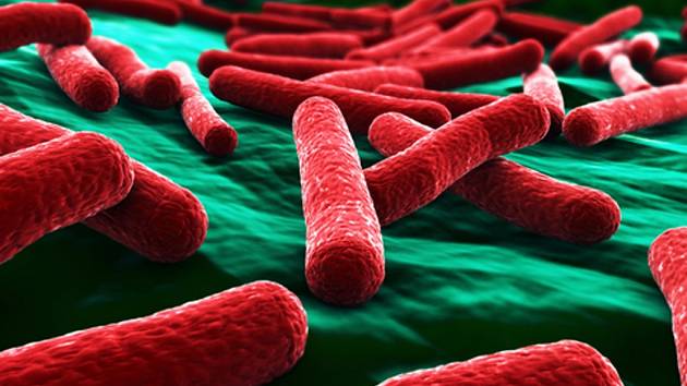 Bakterie E.coli, ilustrační foto