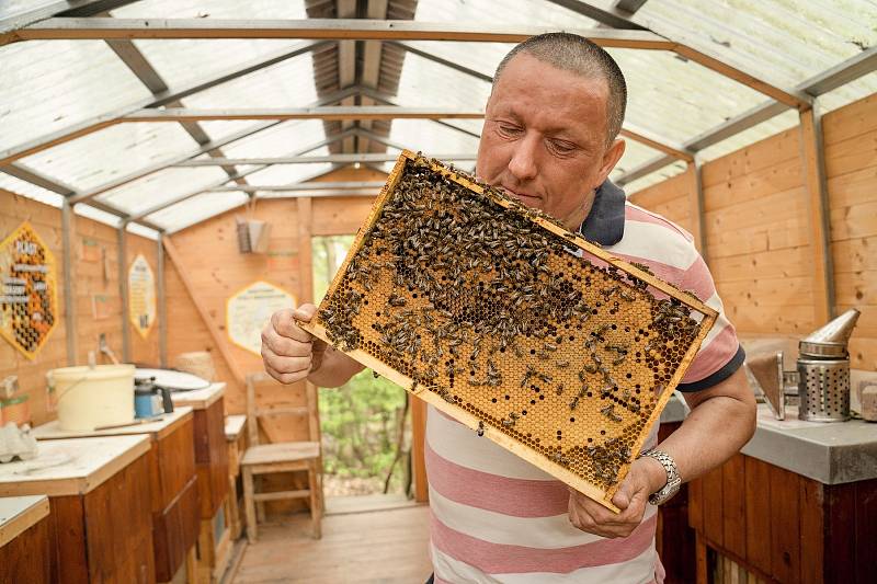 Jarní péče o včelstva v expozici brněnské zoo. Augustin Uváčik přidával do úlů nové čisté rámečky. 