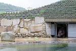 Zoo Praha poprvé vypustila hrochy do nového venkovního výběhu. 