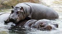 Zoo Praha poprvé vypustila hrochy do nového venkovního výběhu. 