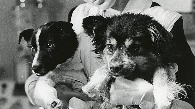 Dvojice sovětských psů Veterok a Ugoľok dodnes drží rekord v délce pobytu psa ve vesmíru.