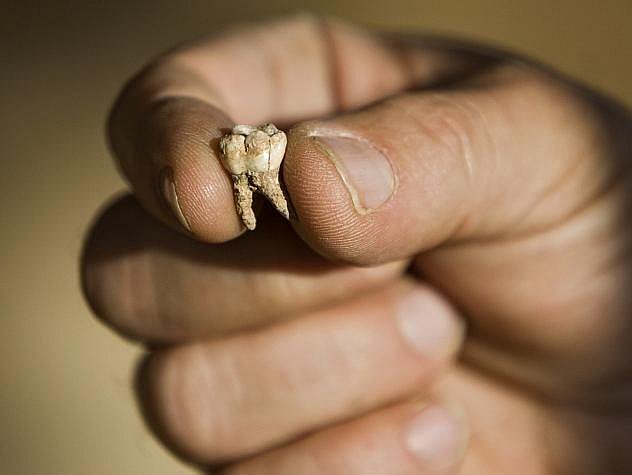 Nalezený zub. Ilustrační foto