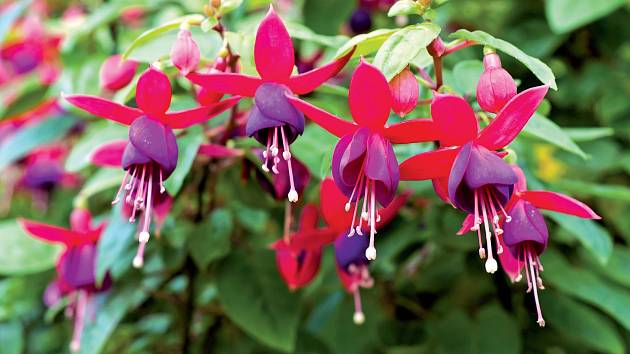 Okouzlující květy činí z fuchsií jedny z nejoblíbenějších přenosných rostlin.