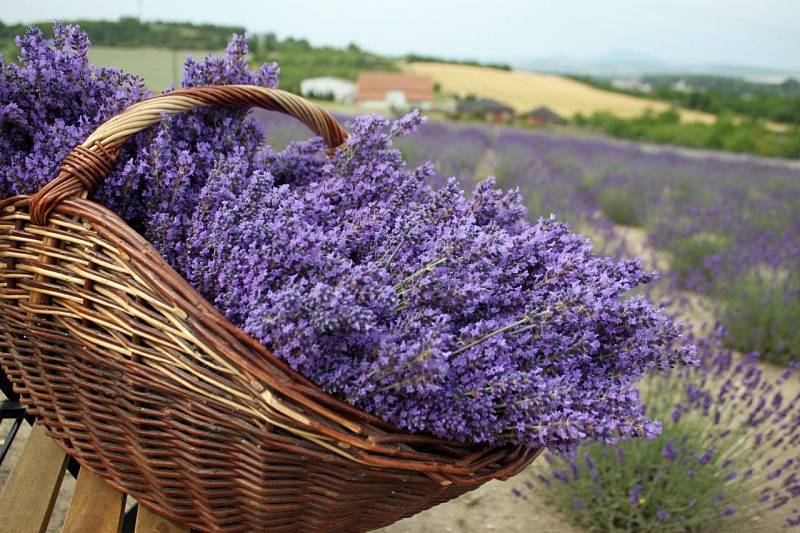 Levandulová farma Židovice pěstuje levandule z celého světa.