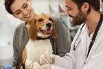 Pes u veterináře. Ilustrační snímek